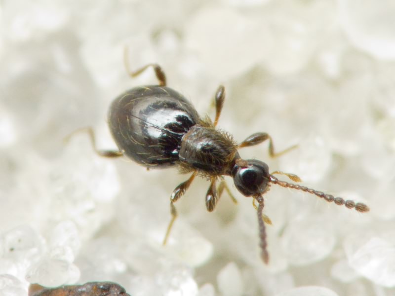 Euconnus hirticollis (Illiger, 1798)